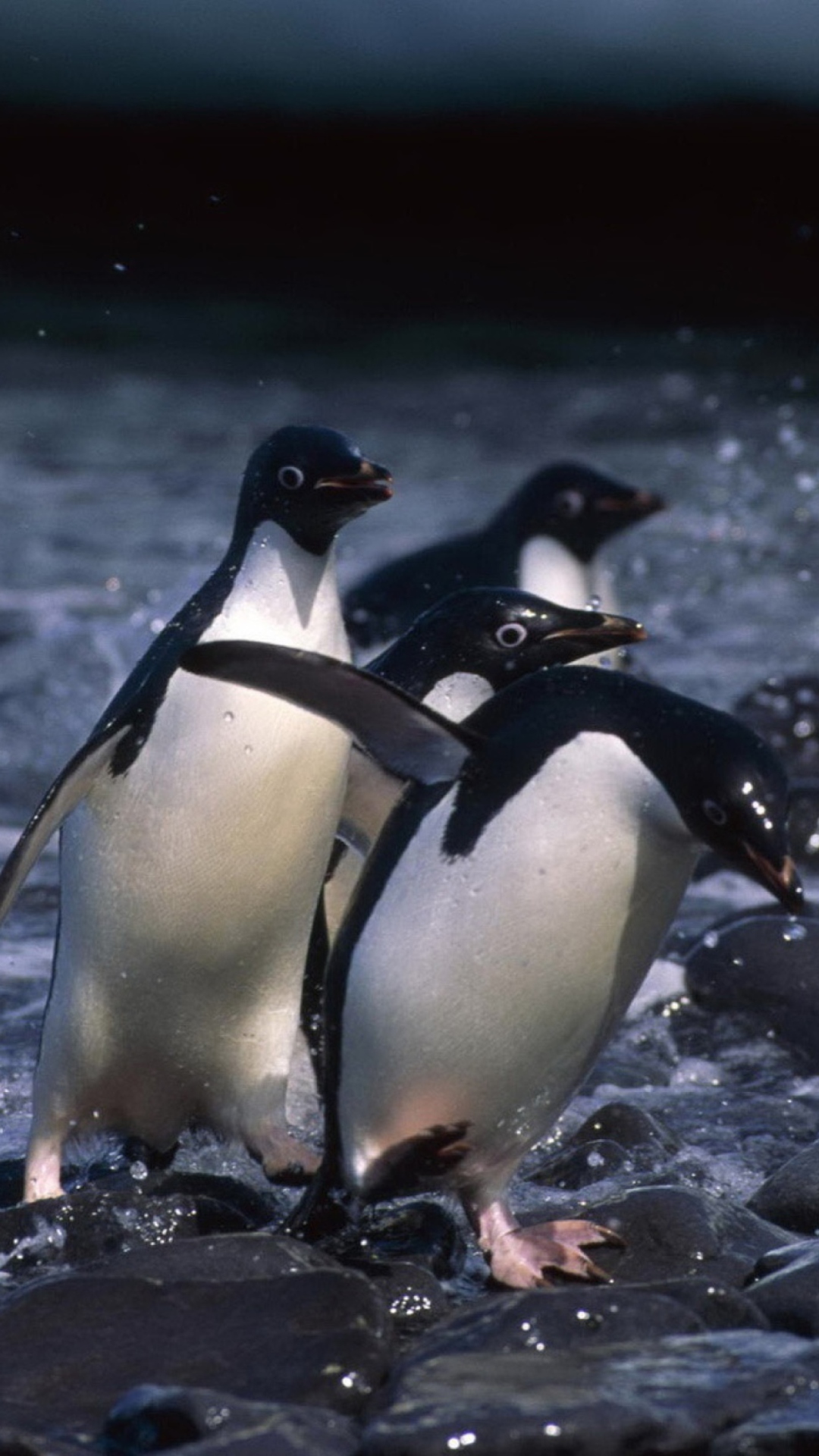 Sfondi Penguins 1080x1920