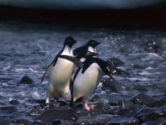 Screenshot №1 pro téma Penguins 640x480