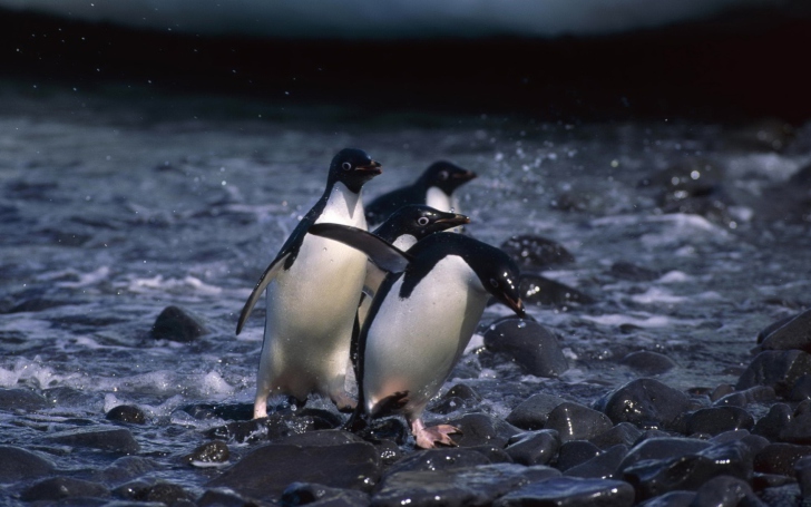 Fondo de pantalla Penguins