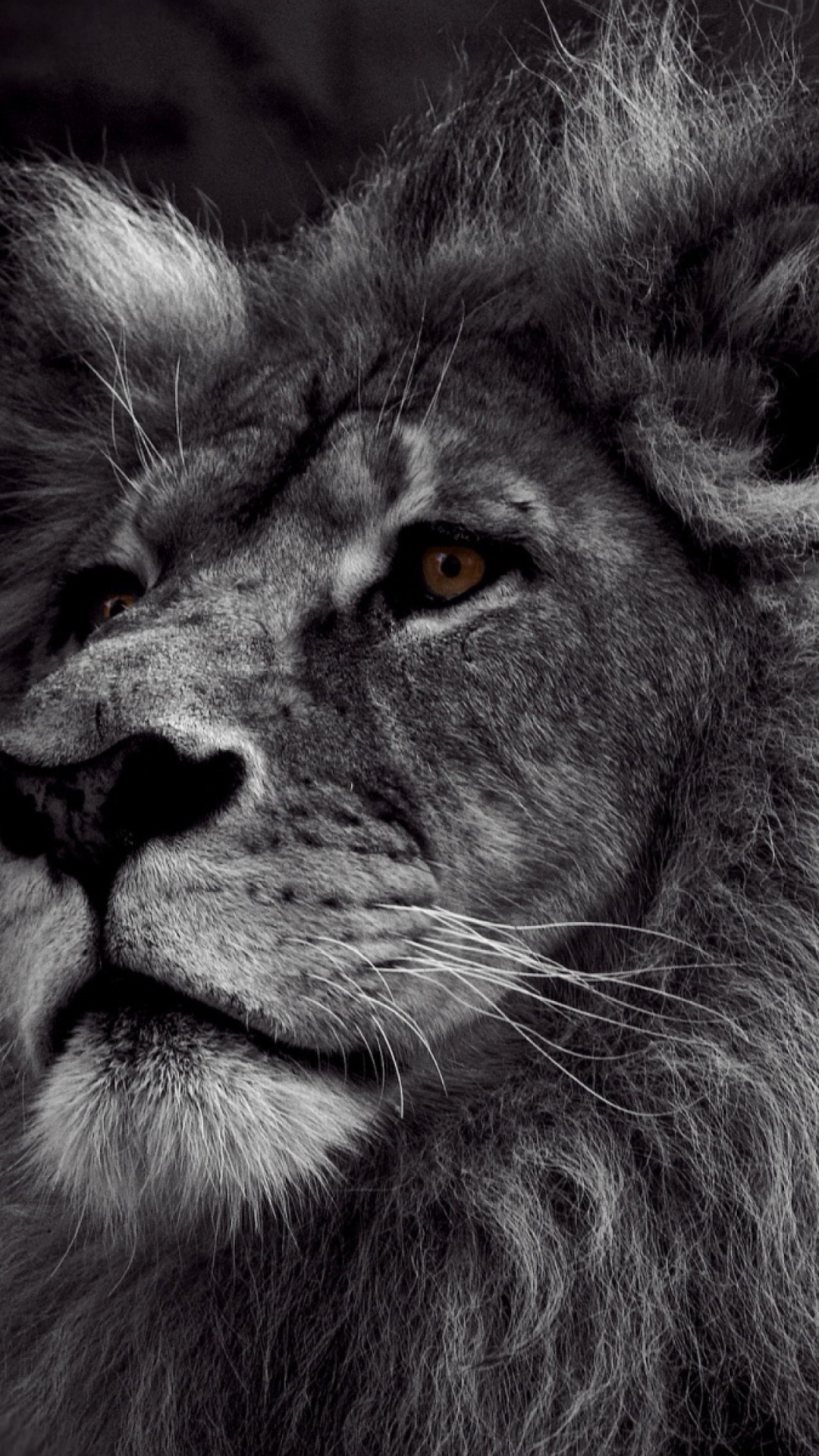 Fondo de pantalla Black And White Lion 1080x1920