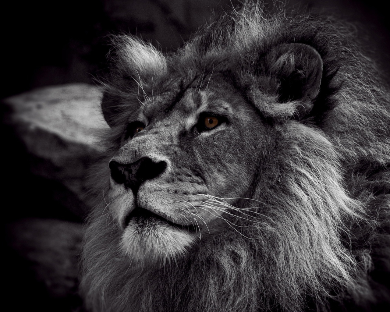 Das Black And White Lion Wallpaper 1280x1024