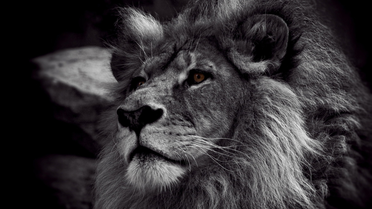 Обои Black And White Lion 1280x720