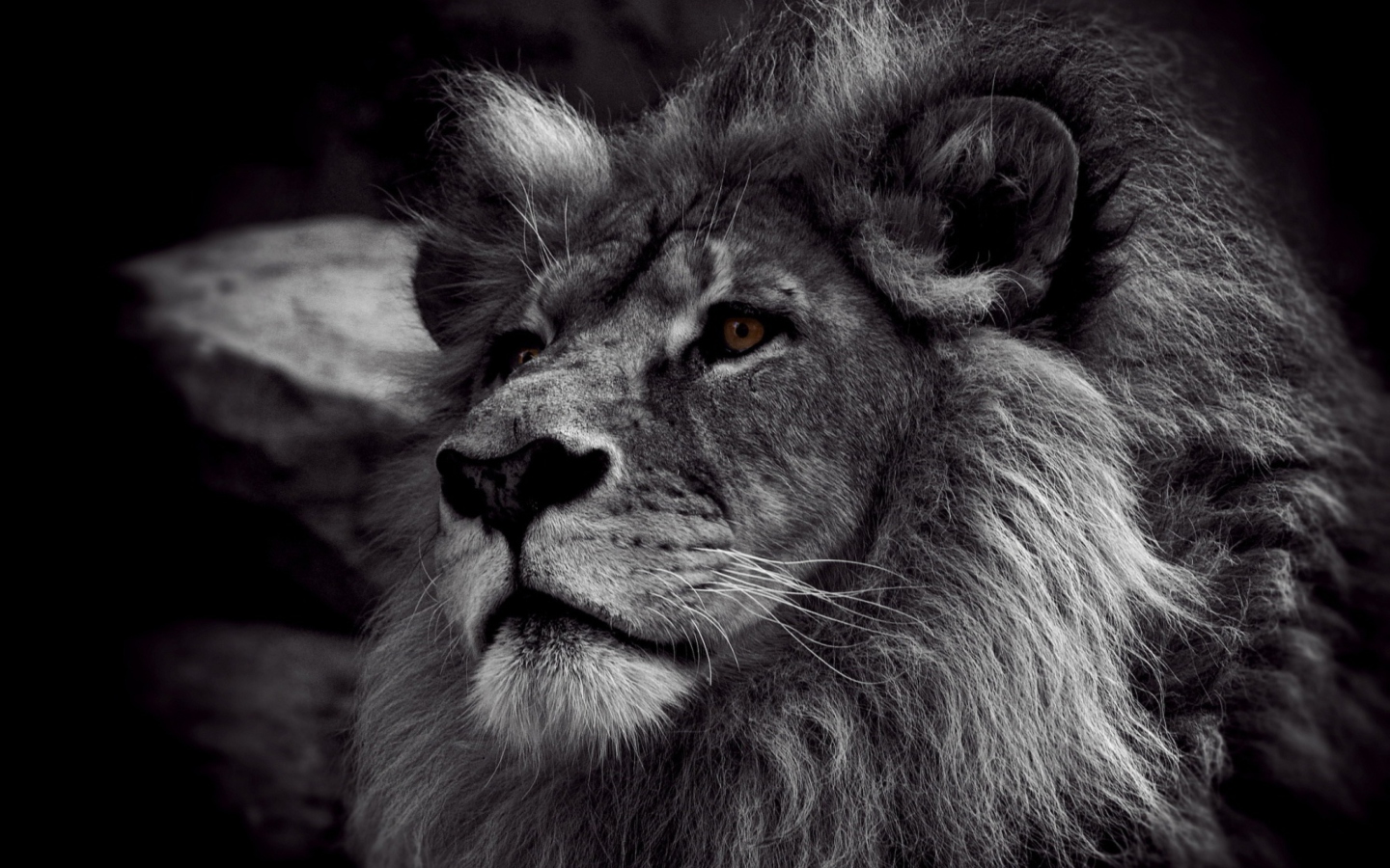 Sfondi Black And White Lion 1440x900