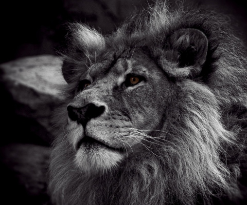 Black And White Lion screenshot #1 480x400