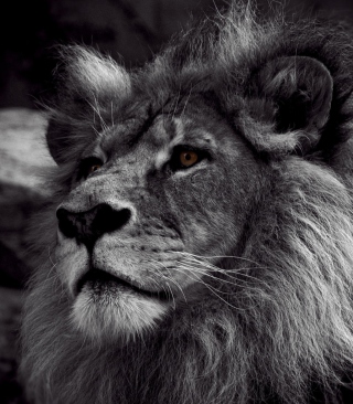 Black And White Lion - Obrázkek zdarma pro iPhone 4S