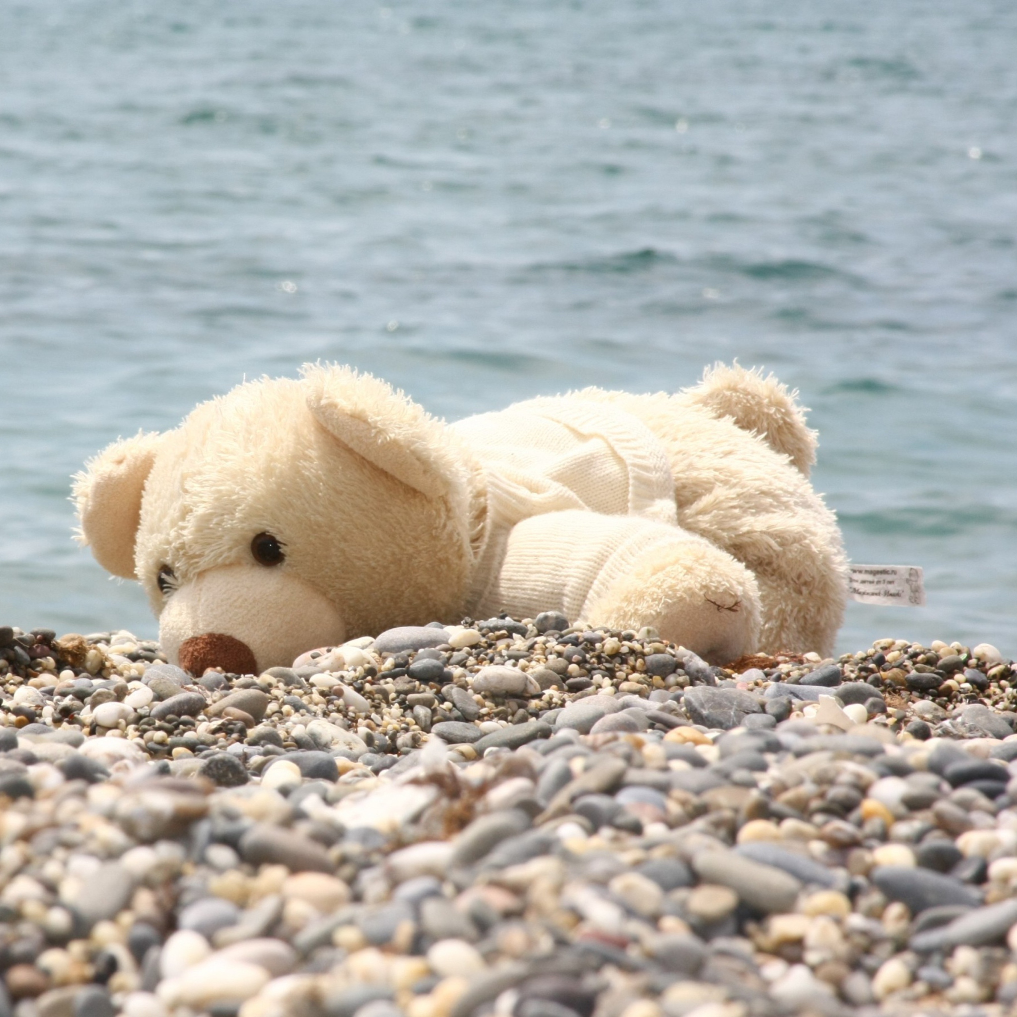 Обои White Teddy Forgotten On Beach 2048x2048