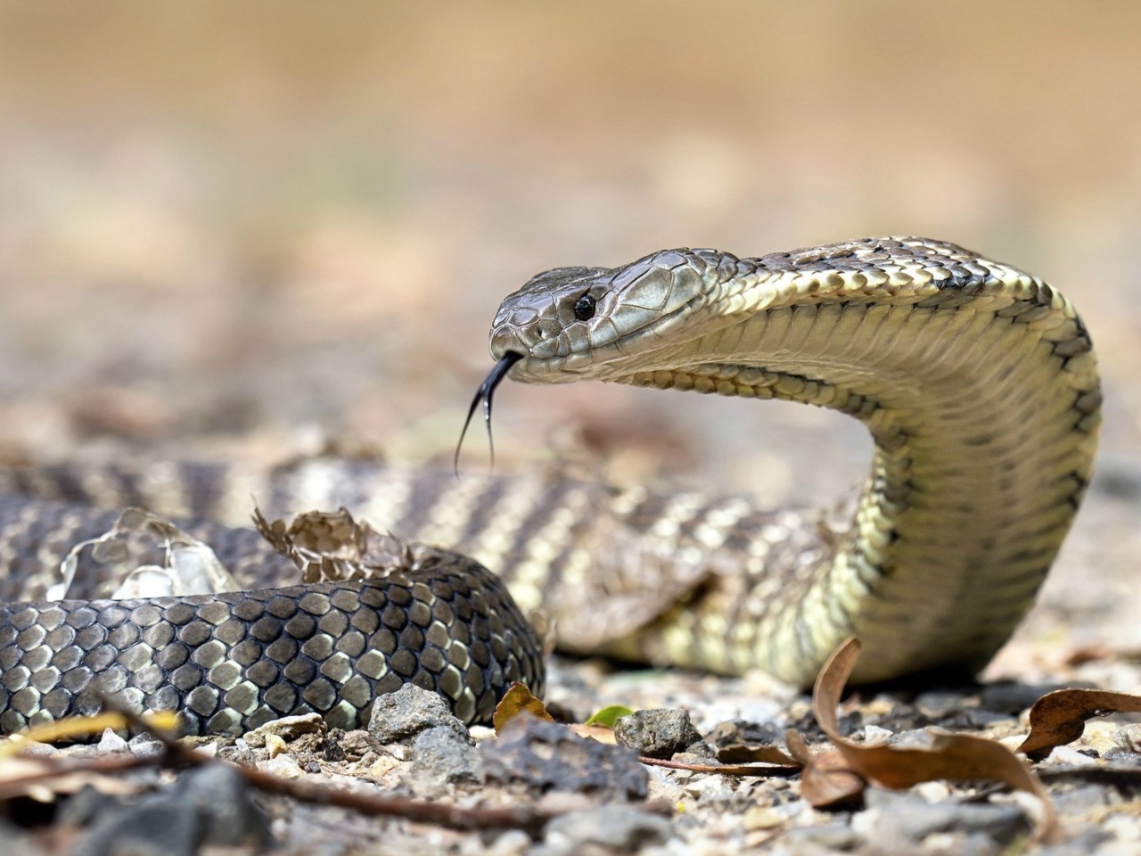 Обои Vipera berus Snake 1280x960