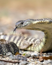 Обои Vipera berus Snake 176x220