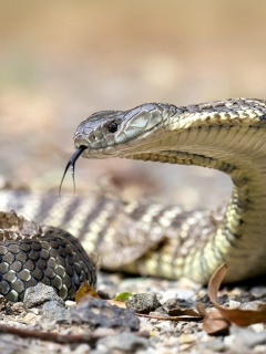 Vipera berus Snake wallpaper 240x320