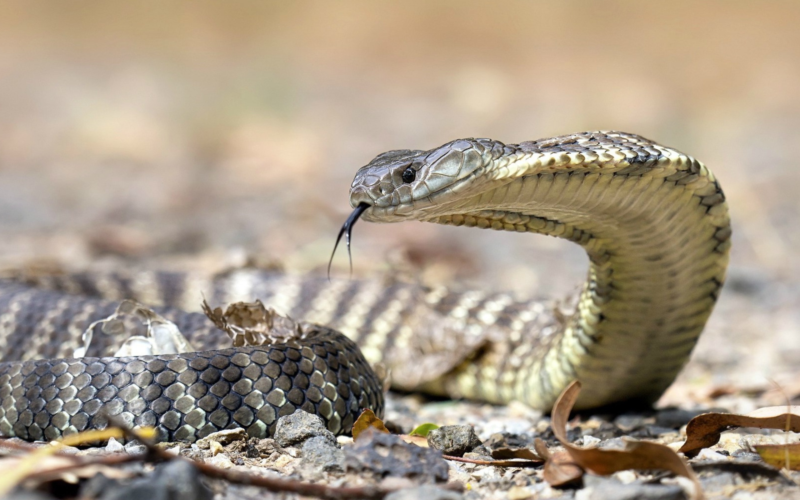 Sfondi Vipera berus Snake 2560x1600