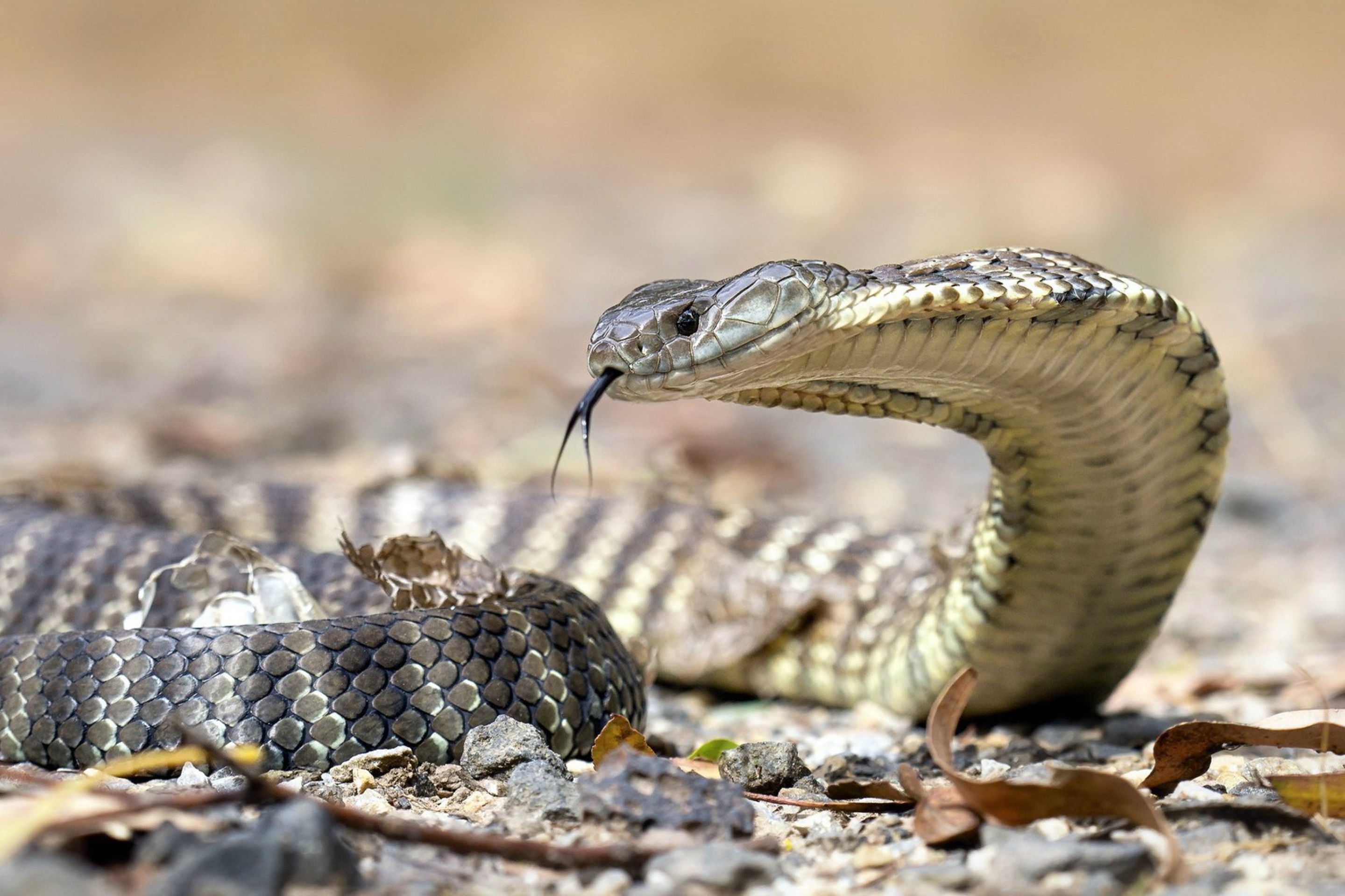 Vipera berus Snake screenshot #1 2880x1920