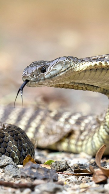Fondo de pantalla Vipera berus Snake 360x640