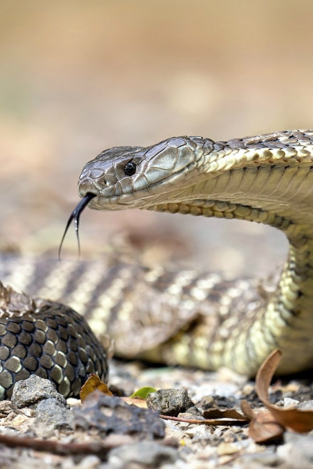 Fondo de pantalla Vipera berus Snake 640x960