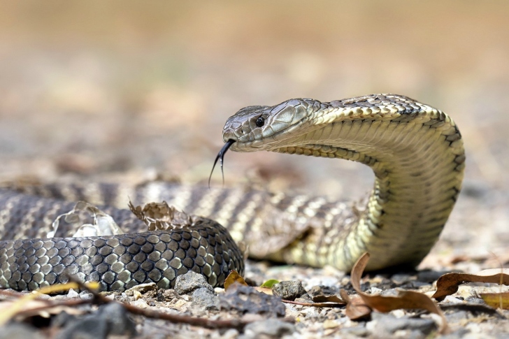 Fondo de pantalla Vipera berus Snake
