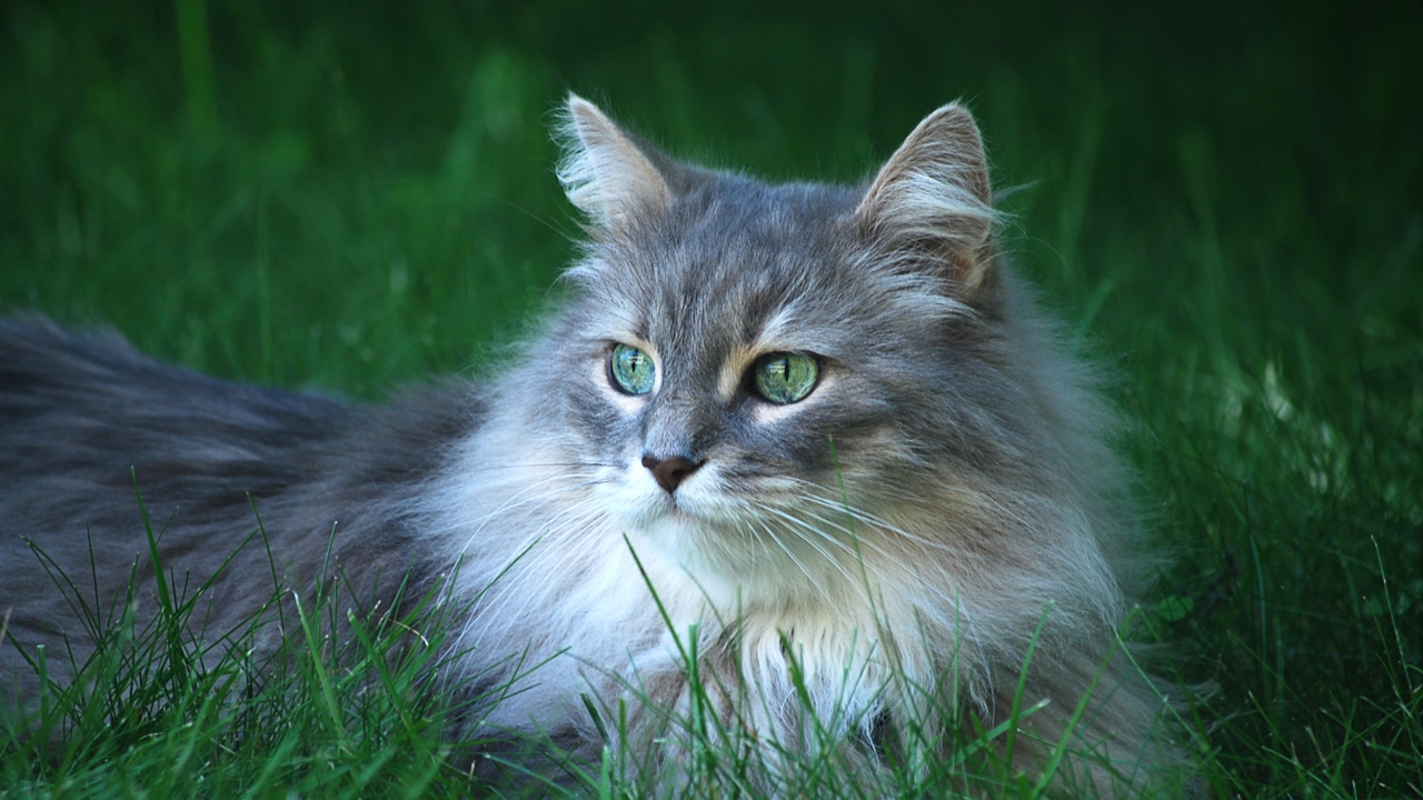 Fluffy Cat wallpaper 1280x720