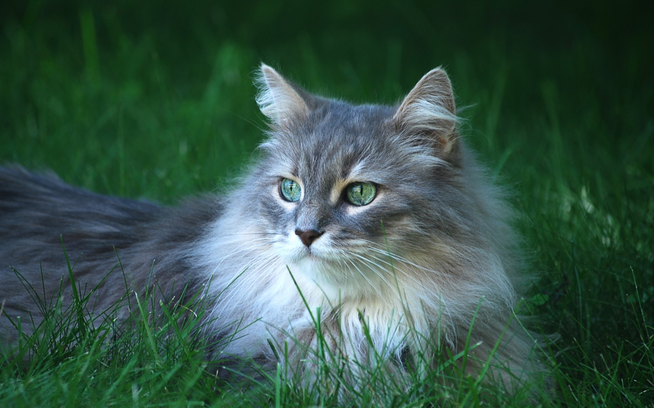 Fluffy Cat wallpaper 1280x800