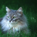 Das Fluffy Cat Wallpaper 128x128