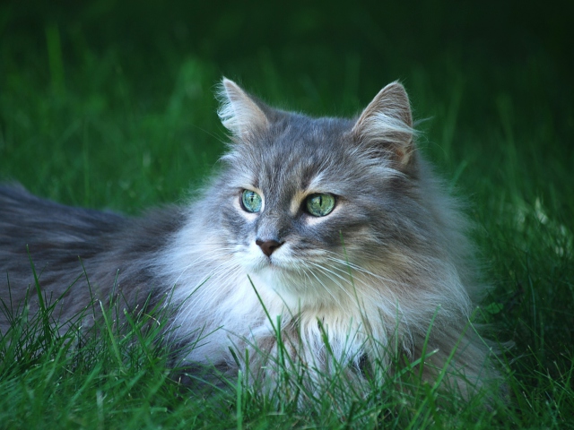 Fluffy Cat wallpaper 640x480