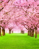 Sakura Park screenshot #1 128x160