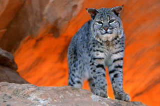 Lynx bobcat - Obrázkek zdarma 
