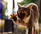 Screenshot №1 pro téma Cat Yawns 176x144