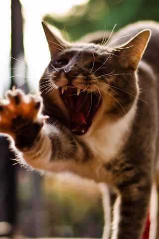 Screenshot №1 pro téma Cat Yawns 320x480