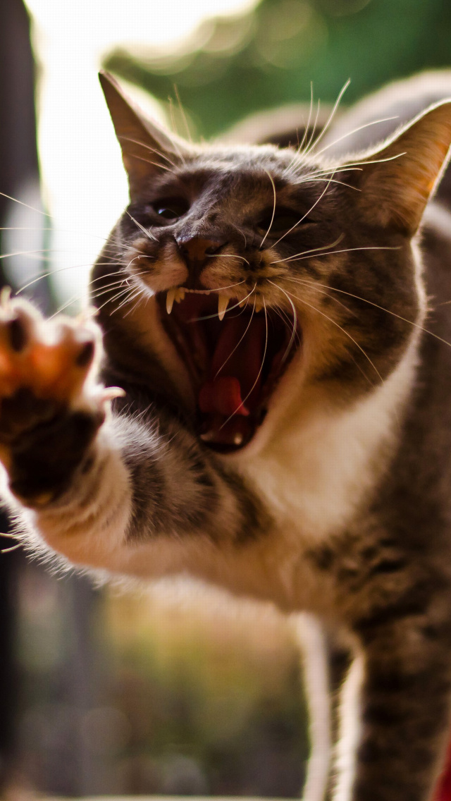 Das Cat Yawns Wallpaper 640x1136