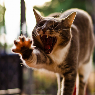 Cat Yawns - Obrázkek zdarma pro 208x208