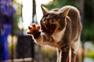 Cat Yawns - Obrázkek zdarma pro 176x144