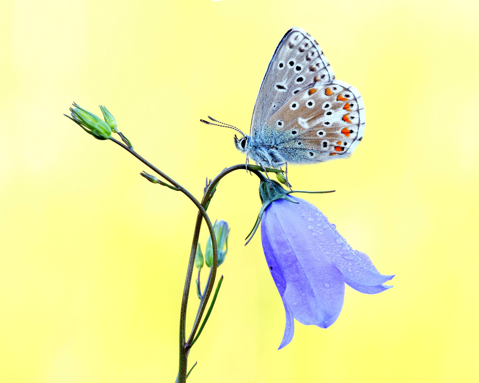 Das Butterfly on Bell Flower Wallpaper 1600x1280