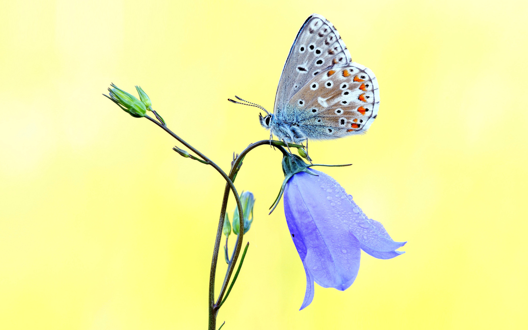 Обои Butterfly on Bell Flower 1680x1050