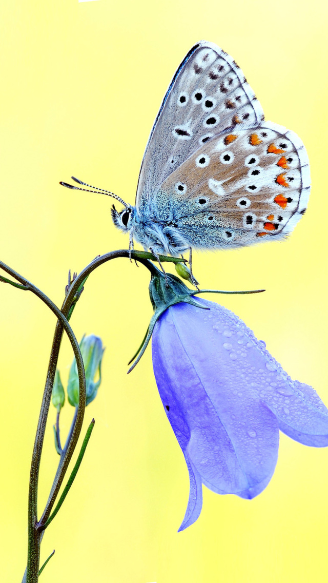 Das Butterfly on Bell Flower Wallpaper 640x1136