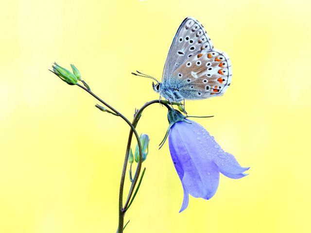 Das Butterfly on Bell Flower Wallpaper 640x480