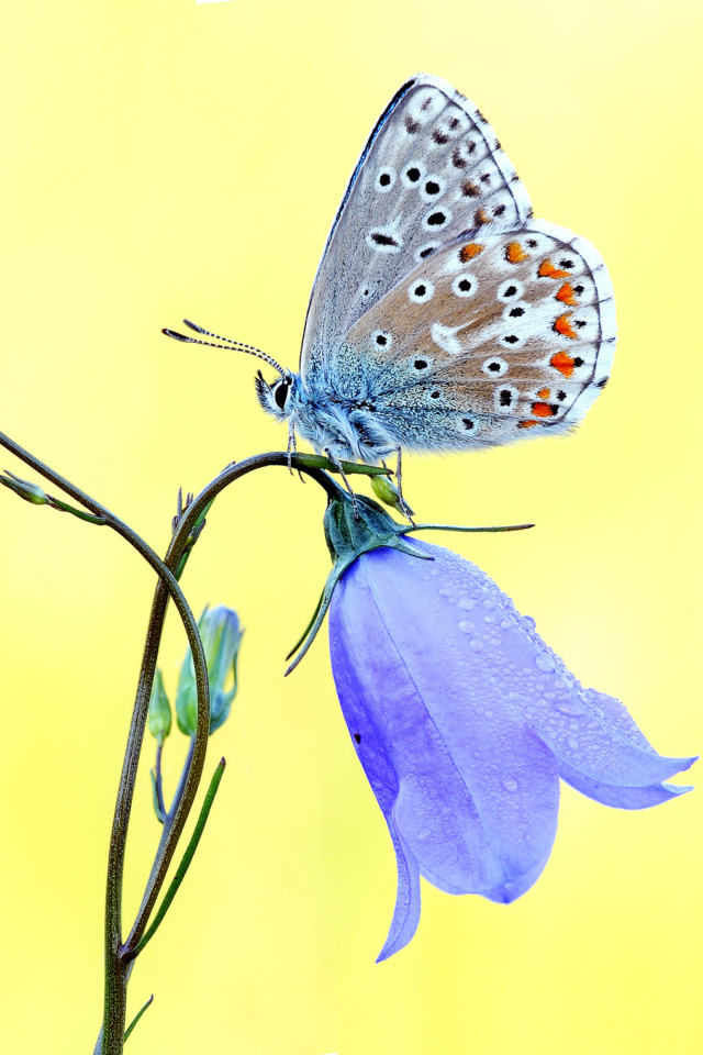 Sfondi Butterfly on Bell Flower 640x960