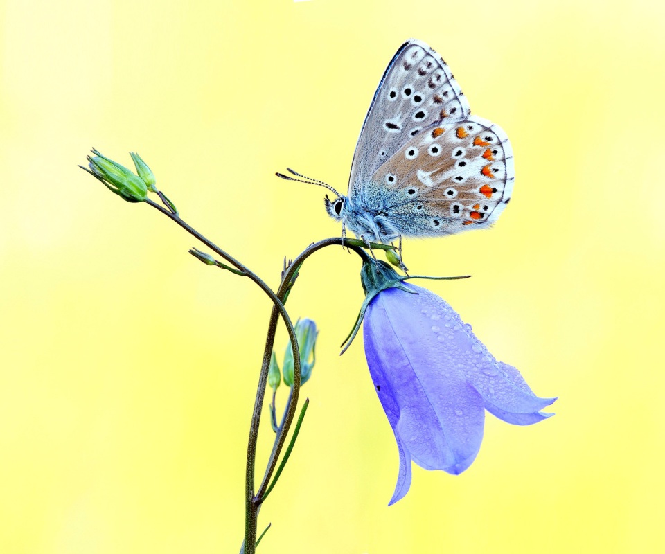 Butterfly on Bell Flower wallpaper 960x800