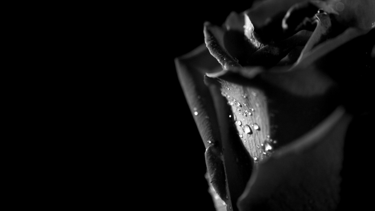 Tears and Roses wallpaper 1280x720
