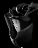 Tears and Roses wallpaper 128x160