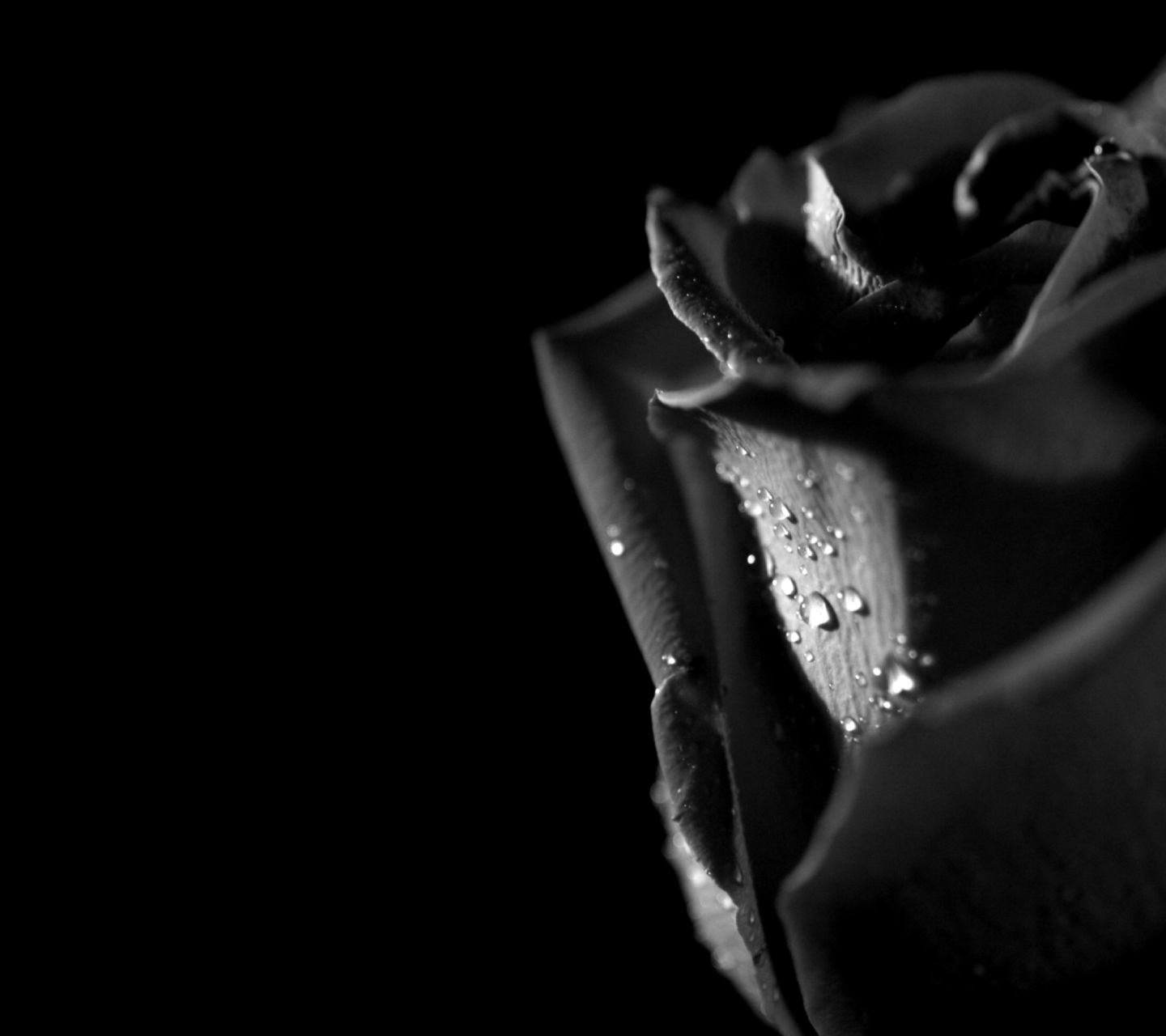 Обои Tears and Roses 1440x1280