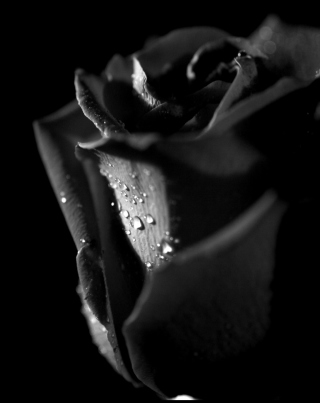 Tears and Roses - Obrázkek zdarma pro iPhone 4