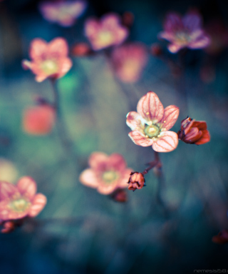 Pink Flowers - Obrázkek zdarma pro 128x160