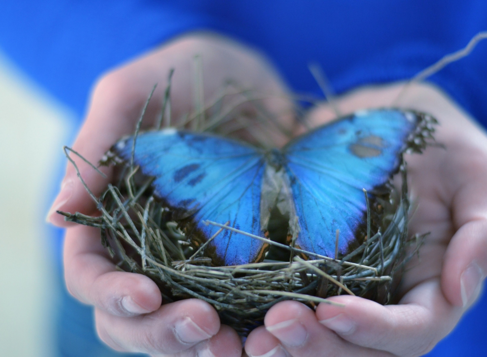 Blue Butterfly wallpaper 1920x1408