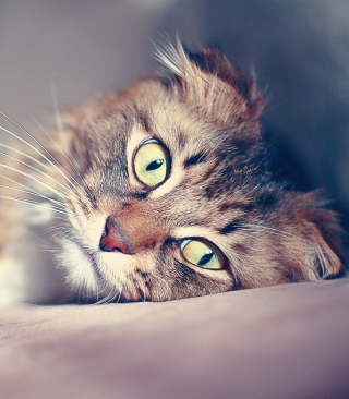 Cute Cat - Obrázkek zdarma pro iPhone 5