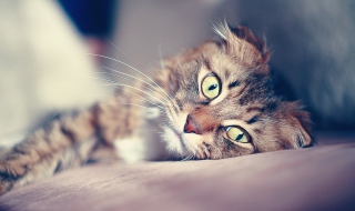 Cute Cat - Obrázkek zdarma pro Samsung Galaxy A3