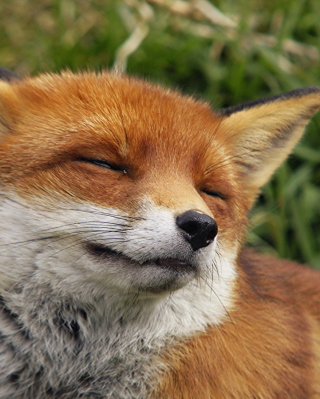 Happy Fox - Obrázkek zdarma pro iPhone 5C