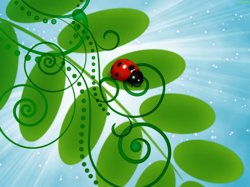 Das 3D Ladybug Wallpaper 800x600