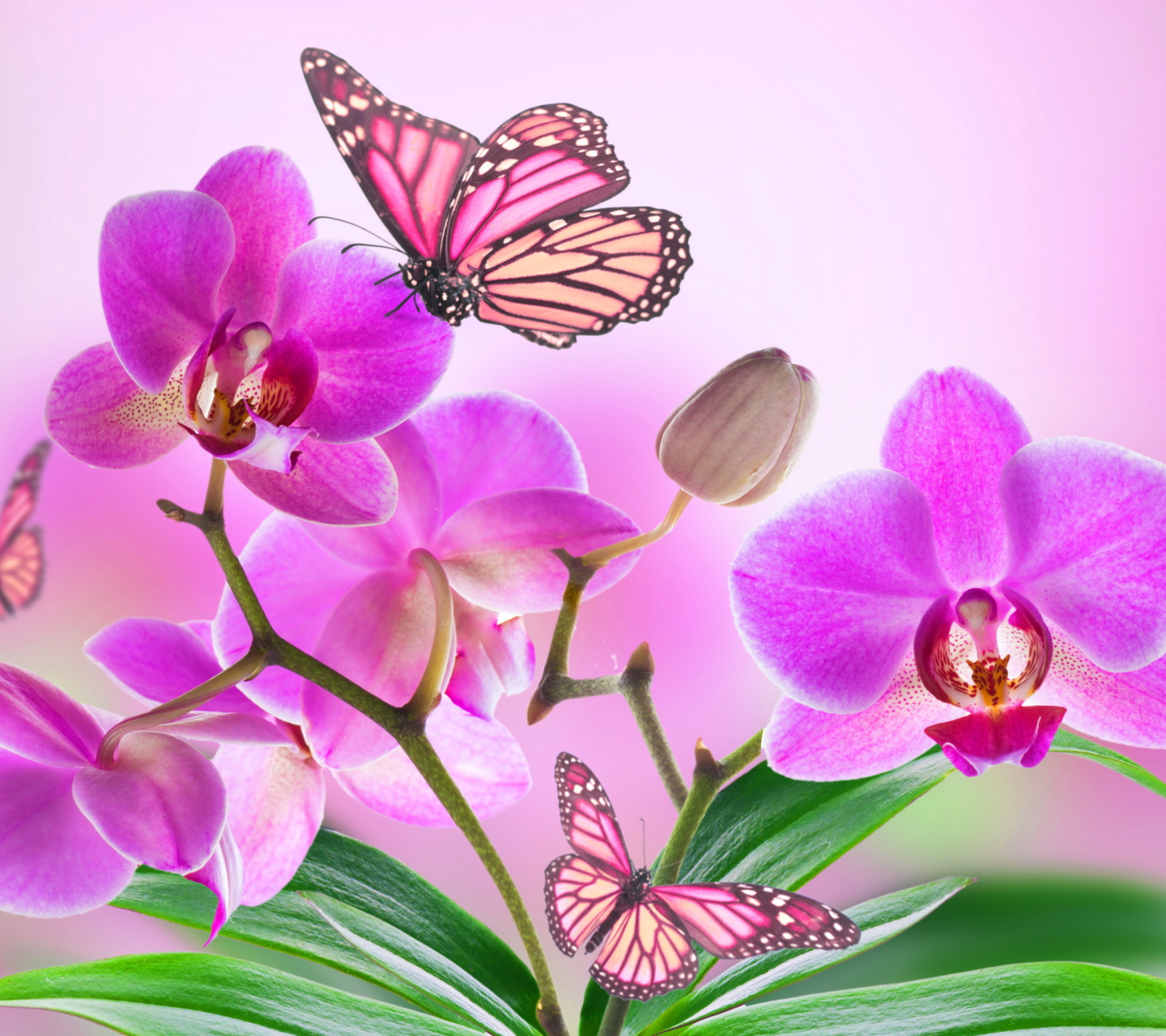 Das Orchids Wallpaper 1440x1280