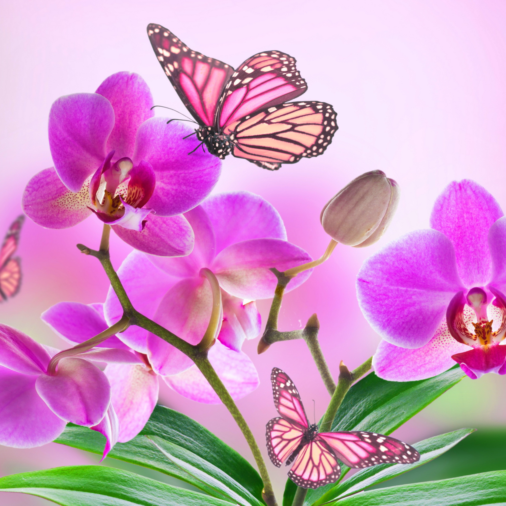 Screenshot №1 pro téma Orchids 2048x2048