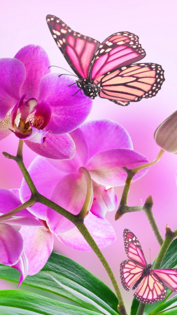 Fondo de pantalla Orchids 360x640