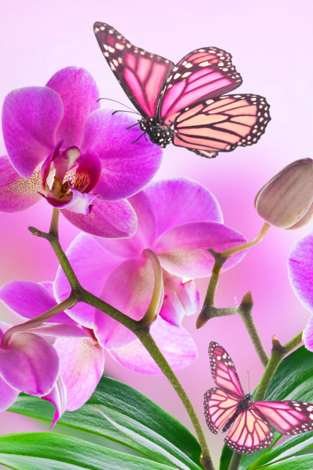Fondo de pantalla Orchids 640x960