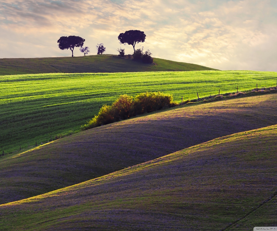 Trees On Hill screenshot #1 960x800